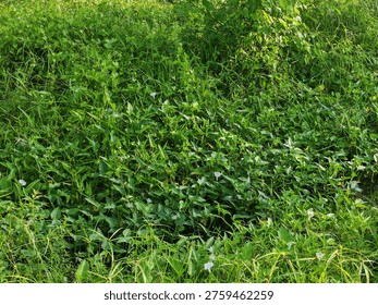 Dense patch of grasses and leafy plants with scattered small white flowers in natural outdoor setting.