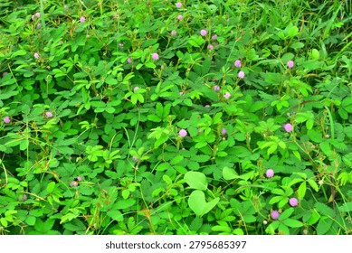 A dense patch of green foliage with finely divided compound leaves and multiple small pink spherical flower heads rising above the leaf layer. The flowers appear as soft, round clusters, while the foliage forms a continuous textured ground cover. No stems, insects, or surrounding landscape elements are visible. The image highlights natural vegetation density, leaf structure, and clustered floral forms suitable for botanical datasets, segmentation training, and stock imagery focused on plant identification and ground‑cover vegetation.