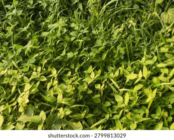 Dense patch of green vegetation with diverse plants and grasses forming lush ground cover. Bright green and yellowish tones reflect healthy growth under sunlight. Natural composition highlights biodiversity, freshness, and the vitality of wild or untended areas, showcasing the richness of nature’s greenery.