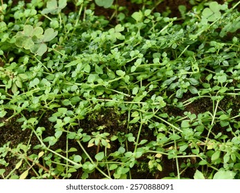 Dense patch of small green plants with rounded leaves growing on the ground