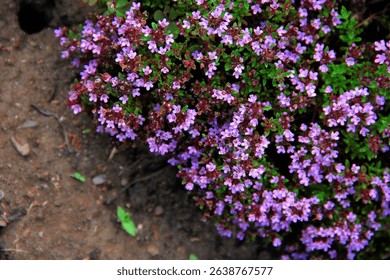 A dense patch of small purple Thyme flowers and green foliage flourishes, contrasting with a patch of earthy brown soil in the foreground, indicating natural ground cover.
