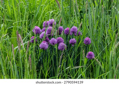 A dense patch of spherical purple chive flowers stands tall in a field of tall green grass, creating a beautiful natural scene