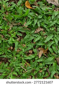 Dense patch of vibrant green leafy ground cover plants growing outdoors with scattered brown dried leaves and soil texture.