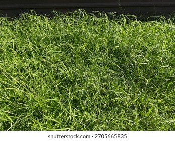 A dense patch of wild green grass and sedge weeds growing in sunlight