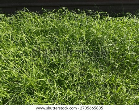 A dense patch of wild green grass and sedge weeds growing in sunlight