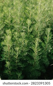 Dense patch of young green conifer sprouts glowing in sunlit garden with upright stems, fine needlelike foliage, fresh tips, and layered natural texture, with green, conifer, sprout, needle detail