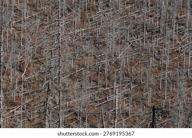 Dense pattern of dead tree trunks on a hillside, documenting forest dieback and a stark landscape texture.