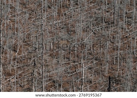 Dense pattern of dead tree trunks on a hillside, documenting forest dieback and a stark landscape texture.