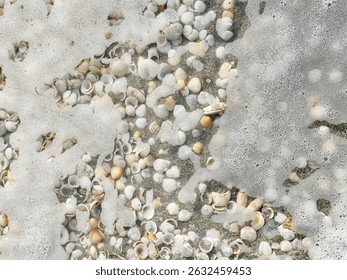 Dense pattern of sea shells in the sand and being covered with foamy water wave.