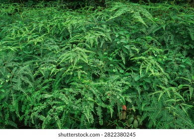 Dense pattern of vibrant green wild fern fronds filling the frame in a lush forest floor setting.