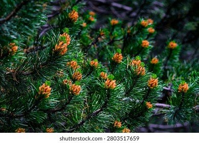 Dense Pine Branches with Young Orange Male Cones Natural Background