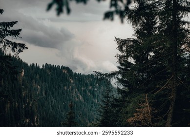 The dense pine forest and a cloudy dark sky - Powered by Shutterstock - Get 15% off with code: PIKWIZARD15