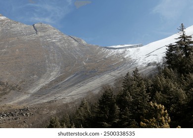 Dense pine forest grows on a majestic mountain with a snow-capped peak in the background, offering a tranquil view of the wilderness - Powered by Shutterstock - Get 15% off with code: PIKWIZARD15