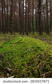 Dense pine forest with moss covered ground in summer