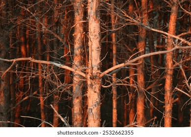 Dense pine forest on Baltic coastline dunes shines in low autumn sun. Camera Canon 5r Mark II.