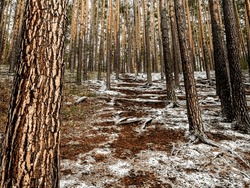 Dense Pine Forest On The Hillside Along The Tourist Trail In The Middle Urals At The Beginning Of Winter