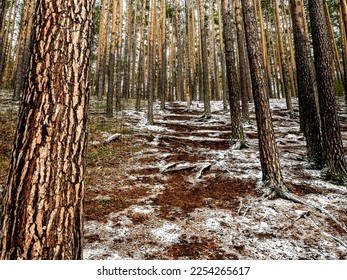 dense pine forest on the hillside along the tourist trail in the middle Urals at the beginning of winter