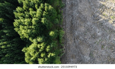 Dense pine forest on the left meets the barren, deforested land on the right. The division highlights the impact of deforestation. The aerial view starkly shows the impact of tree cutting. - Powered by Shutterstock