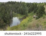 dense pine forest on the steep hillsides above a peaceful lake
