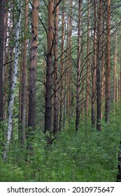 Dense pine forest on a summer day