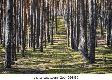 Dense pine forest with path