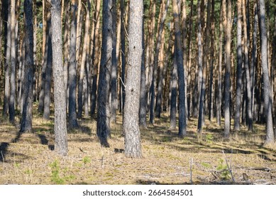 Dense pine forest with path