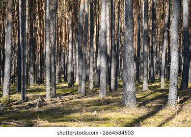 Dense pine forest with path