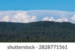 Dense Pine Forest Ridge Under Cumulus Clouds In Nevada County California
