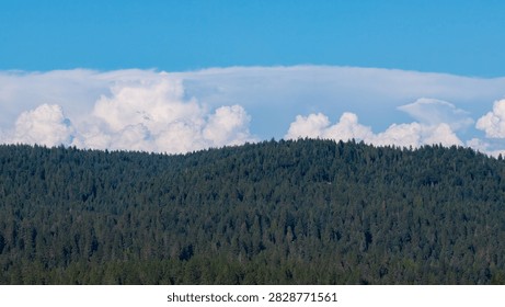 Dense Pine Forest Ridge Under Cumulus Clouds In Nevada County California