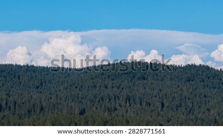 Dense Pine Forest Ridge Under Cumulus Clouds In Nevada County California