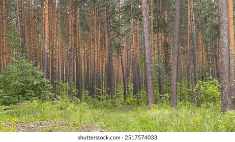 dense pine forest in summer