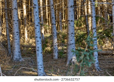 Dense pine forest with sunlit trunks and underbrush.