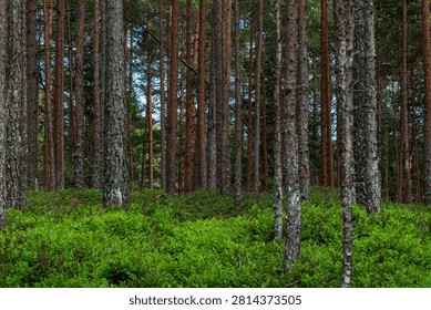 Dense pine forest with tall tree trunks and lush green undergrowth. A peaceful woodland landscape in natural daylight.