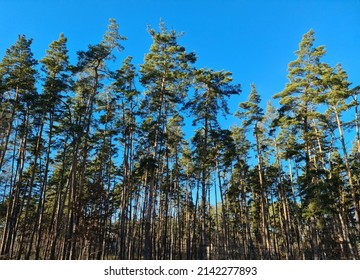 Dense pine forest. A lot of trees