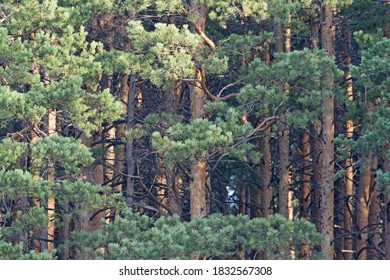 In a dense pine forest the trees are very close to each other