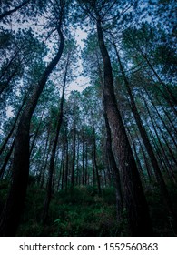 the dense pine forest in the twilight