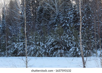 Dense pine forest in winter