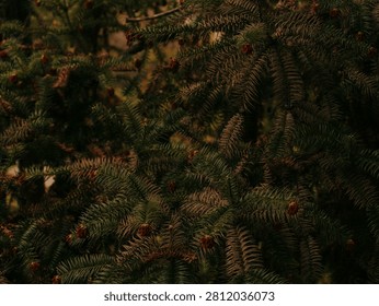 Dense Pine Tree Branches Closeup