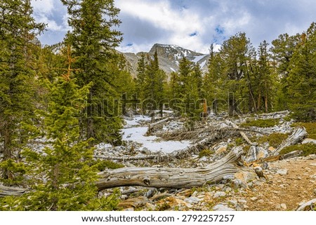 Dense pine trees, fallen weathered logs, and rocky ground with snow patches at the base of Wheeler Peak in Great Basin National Park, Nevada.