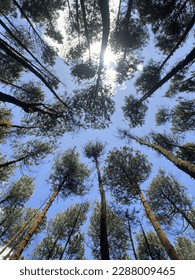 Dense pine trees in the forest