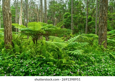 Dense rainforest foliage featuring tree ferns with massive fronds, tall tree trunks, and abundant pink wildflowers