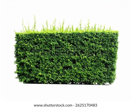 A dense, rectangular green hedge isolated on a white background. The hedge is neatly trimmed and shows vibrant, healthy foliage. Perfect for landscaping designs.