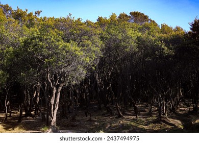 dense row of trees on a mountain peak