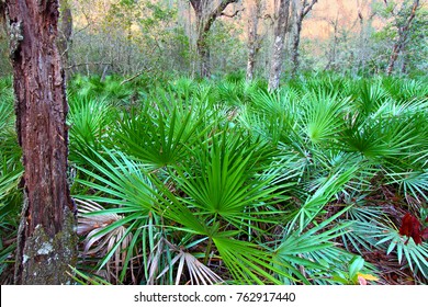 Dense Saw Palmetto Growing Throughout The Landscape Of Central Florida