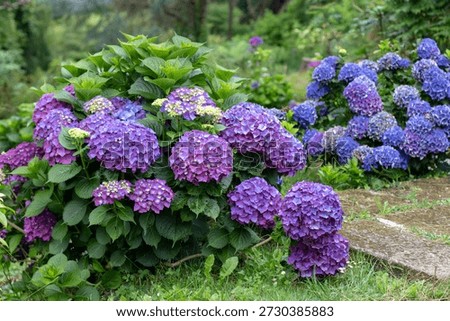 Dense shrubs of hydrangea macrophylla covered with large purple and deep blue blooms, creating a lush, richly colored garden scene with strong texture and volume.