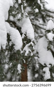 Dense snow draped branches create hushed forest mood, low contrast tones and enveloping silence, evocative backdrop for solitude narratives and wildlife shelter themes