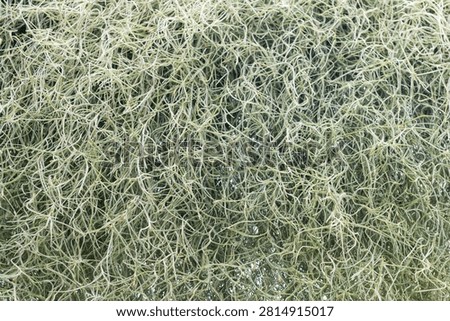 Dense Spanish Moss Pattern Showing Tillandsia Usneoides Epiphytic Plant Texture