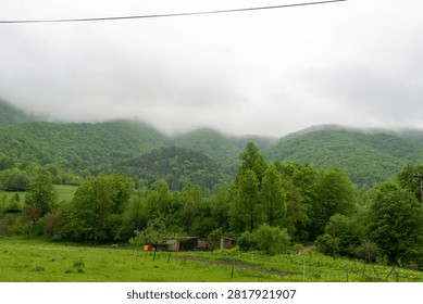 Dense spring forest covers rounded mountain slopes disappearing into thick low cloud above a rural pasture with wooden farm buildings. The atmospheric landscape conveys misty weather, mountain agriculture, remote countryside and fresh seasonal greenery.