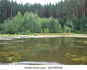 dense summer pine forest on the lake with green-yellow water and algae