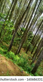 dense and tall pine forests